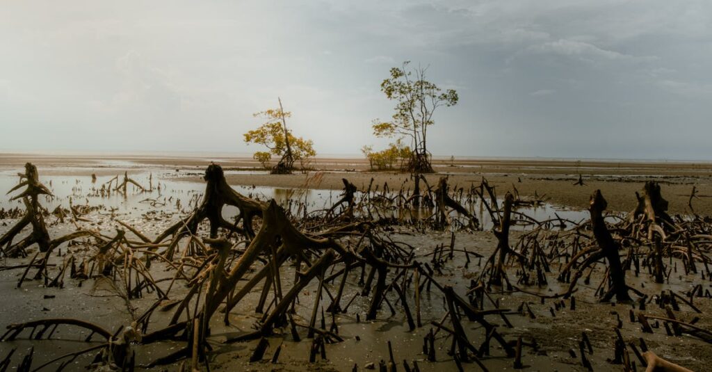 An atmospheric view of mangrove roots at low tide in Tanjong Sepat, Malaysia.